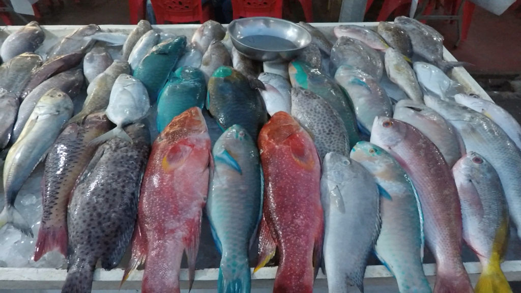 珍しい色の魚が並ぶ